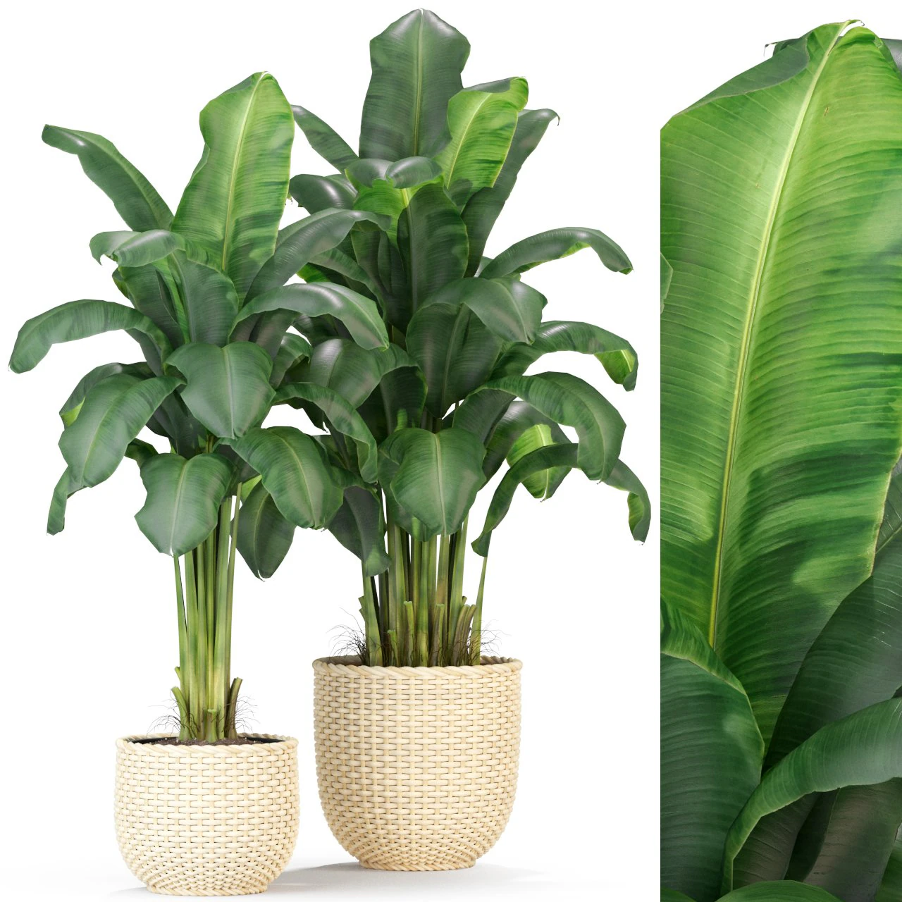 Plants collection 312 3D Model .c4d .max .obj .3ds .fbx .stl .blend 