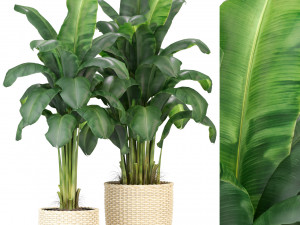 Plants collection 312 3Dモデル