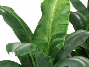 Plants collection 312 3D Modell