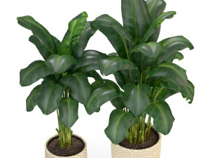 Plants collection 312 3D Modell