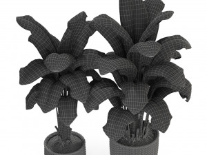 Plants collection 312 3D Modell
