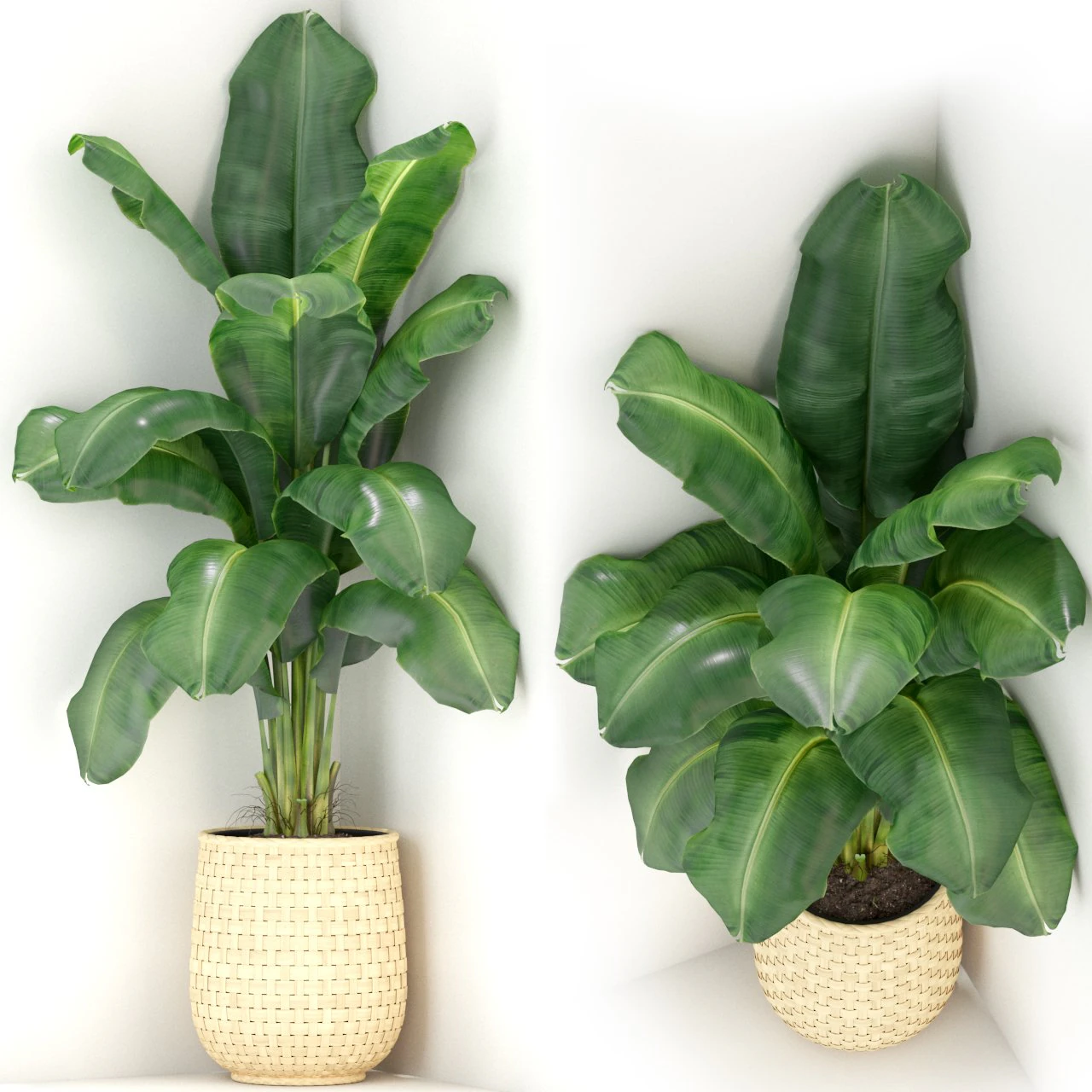 Plants collection 313 3D Model .c4d .max .obj .3ds .fbx .stl .blend 