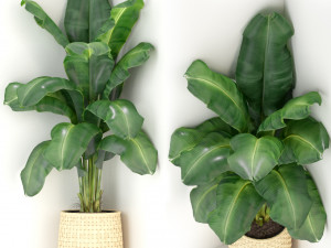 Plants collection 313 3D मॉडल