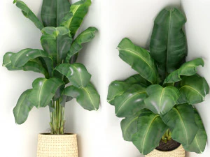 Коллекция растений 313 3D Модель