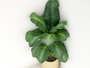 Plants collection 313 3D Model