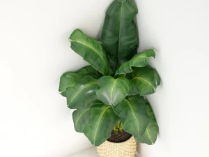 Plants collection 313 3D Model