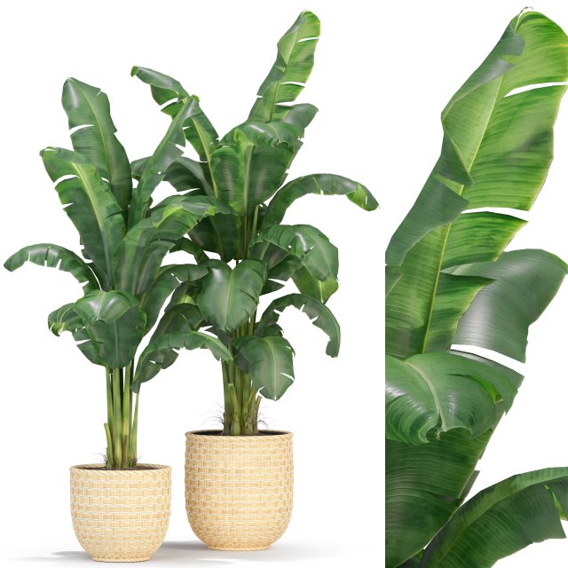 Plants collection 314 Model 3D .c4d .max .obj .3ds .fbx .stl .blend 