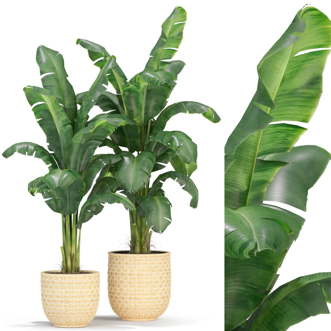 Plants collection 314 3D Model .c4d .max .obj .3ds .fbx .stl .blend 