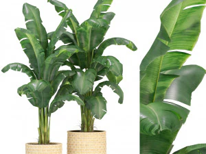 Коллекция растений 314 3D Модель