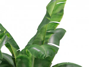 Plants collection 314 3D Model