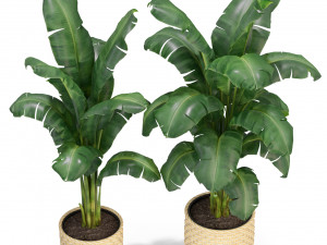 Plants collection 314 Model 3D