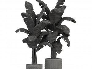 Plants collection 314 Model 3D