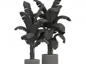 Plants collection 314 3D Model
