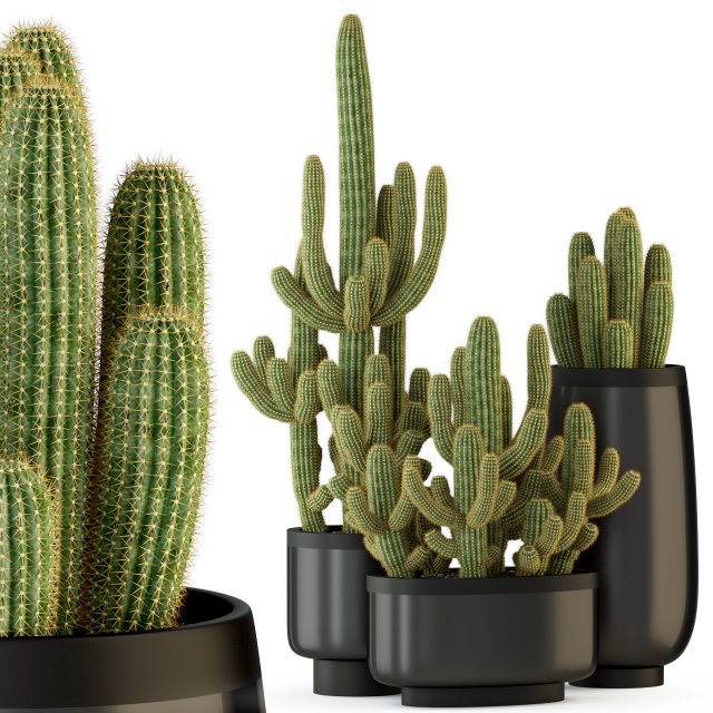 Plants collection 317 3D Модель .c4d .max .obj .3ds .fbx .stl .blend 