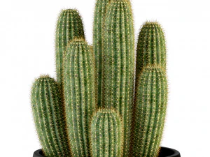 Plants collection 317 3D Model