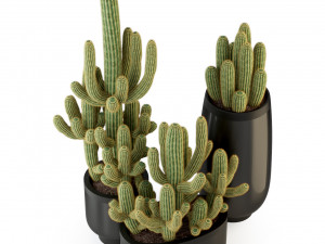 Plants collection 317 3D Модель