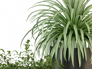 Plants collection 319 Model 3D