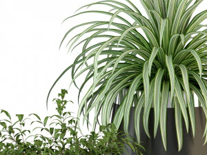 Plants collection 319 3D Model