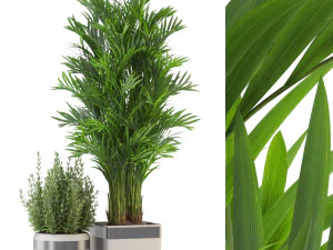 Коллекция растений 320 3D Модель