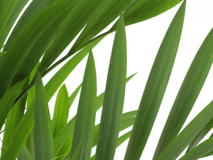 Plants collection 320 3D Model