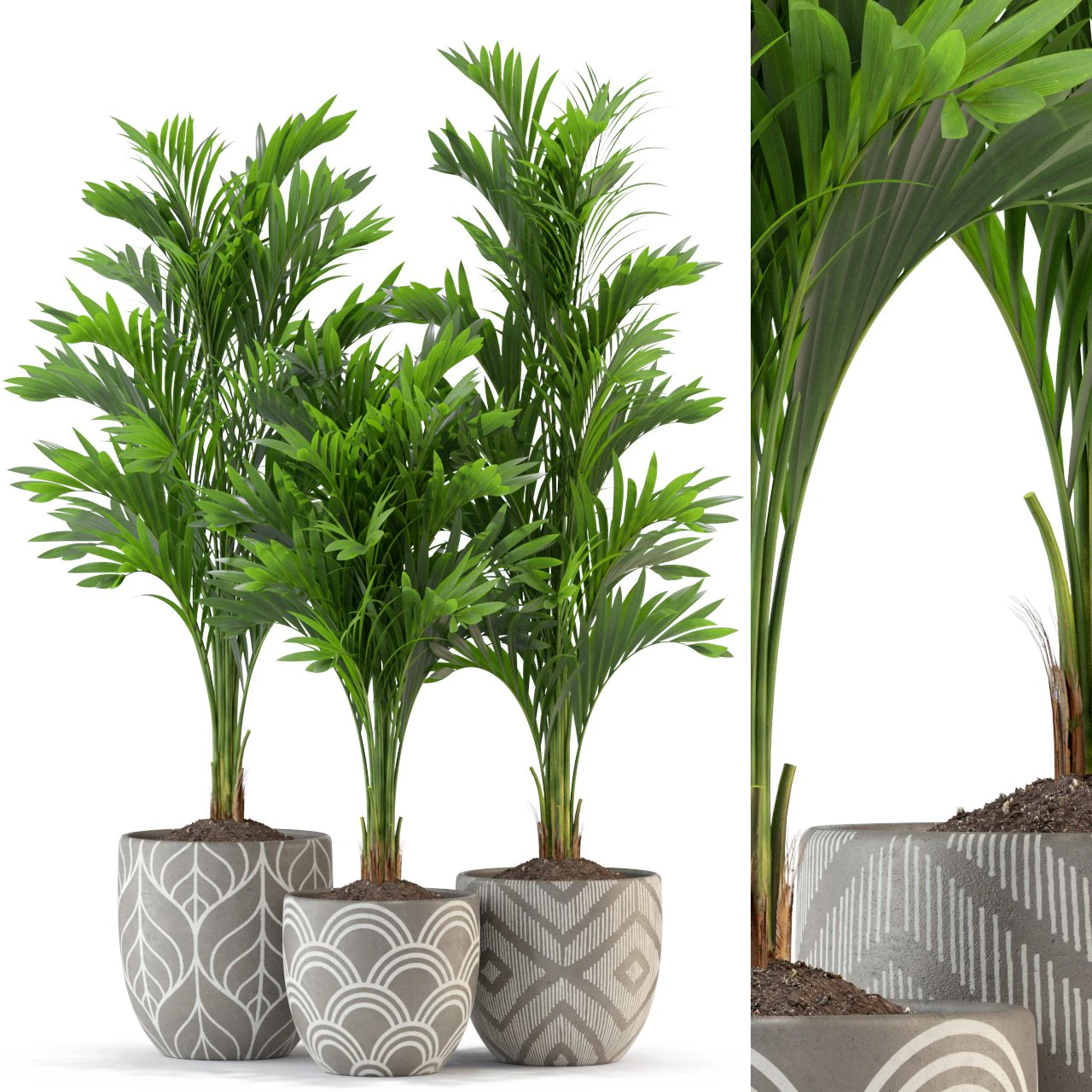 Plants collection 321 3D Model .c4d .max .obj .3ds .fbx .stl .blend 