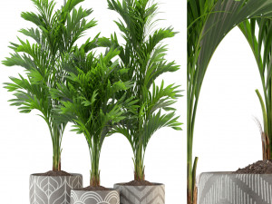 Plants collection 321 Modèle 3D