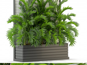 Plants collection 322 3D Model