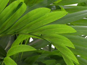 Plants collection 322 3D Model