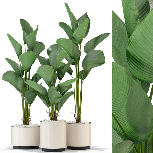 Plants collection 323 Model 3D .c4d .max .obj .3ds .fbx .stl .blend 