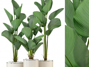 Plants collection 323 Model 3D