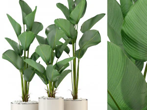 Коллекция растений 323 3D Модель