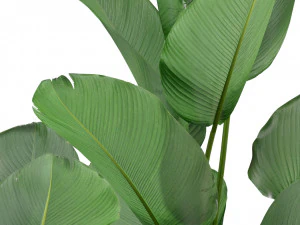 Plants collection 323 3D Model