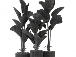 Plants collection 323 Model 3D