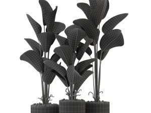 Plants collection 323 3D Model