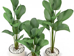 Plants collection 323 3D Model