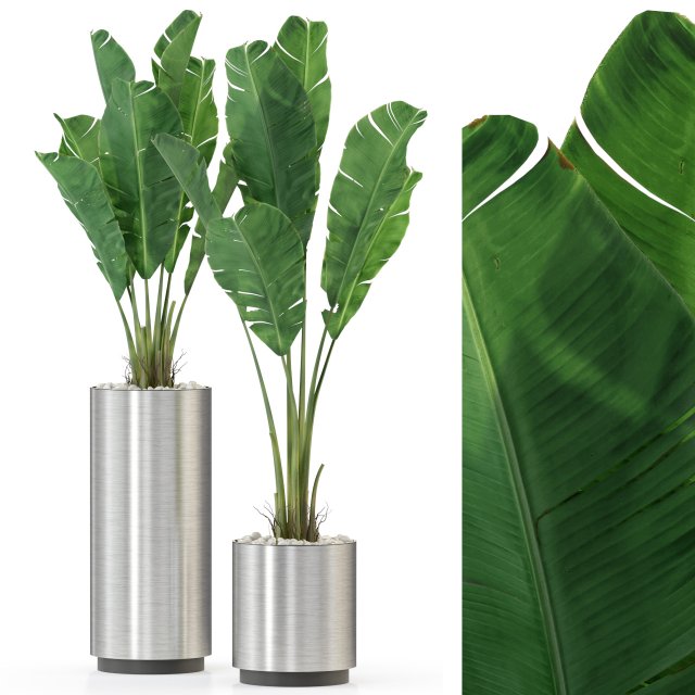 Plants collection 324 3D 模型 .c4d .max .obj .3ds .fbx .stl .blend 