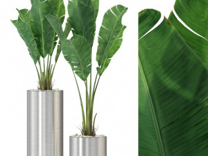 Plants collection 324 Model 3D