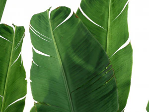 Plants collection 324 3D Model