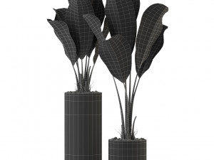 Plants collection 324 3D 模型