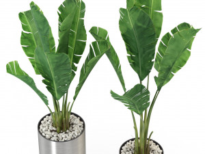 Plants collection 324 3D 模型