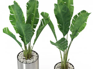 Plants collection 324 3D Model