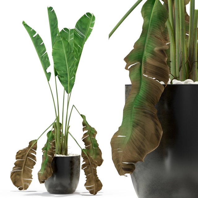 Plants collection 325 Model 3D .c4d .max .obj .3ds .fbx .stl .blend 