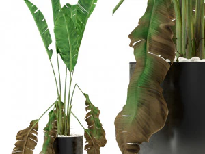 Plantencollectie 325 3D Model