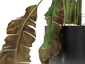 Plants collection 325 Model 3D