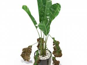 Plants collection 325 Model 3D