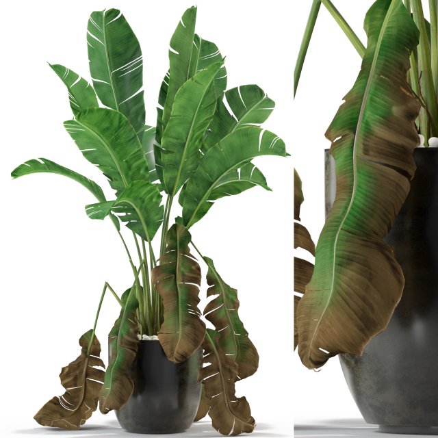 Plants collection 326 3D Модель .c4d .max .obj .3ds .fbx .stl .blend 
