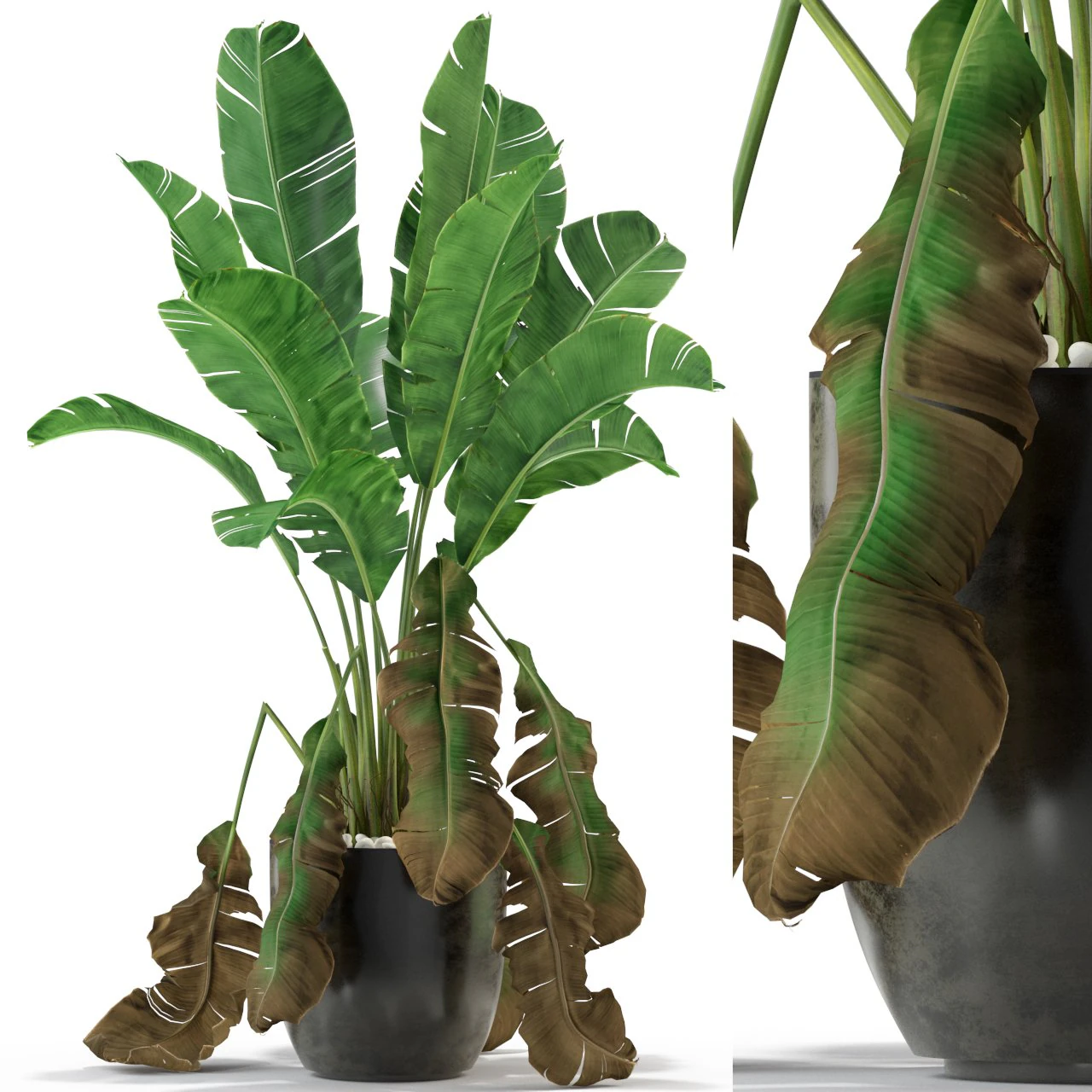 Plants collection 326 3D Model .c4d .max .obj .3ds .fbx .stl .blend 