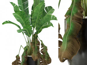 Коллекция растений 326 3D Модель