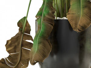 Plants collection 326 3D Model