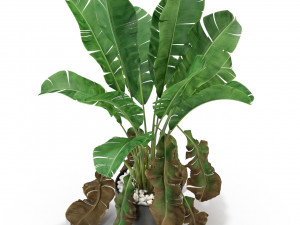 Plants collection 326 3D Модель